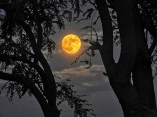 Joyce_04 Harvest Super Moon.jpg.jpg